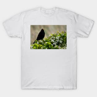 Blackbird on May Blossom T-Shirt